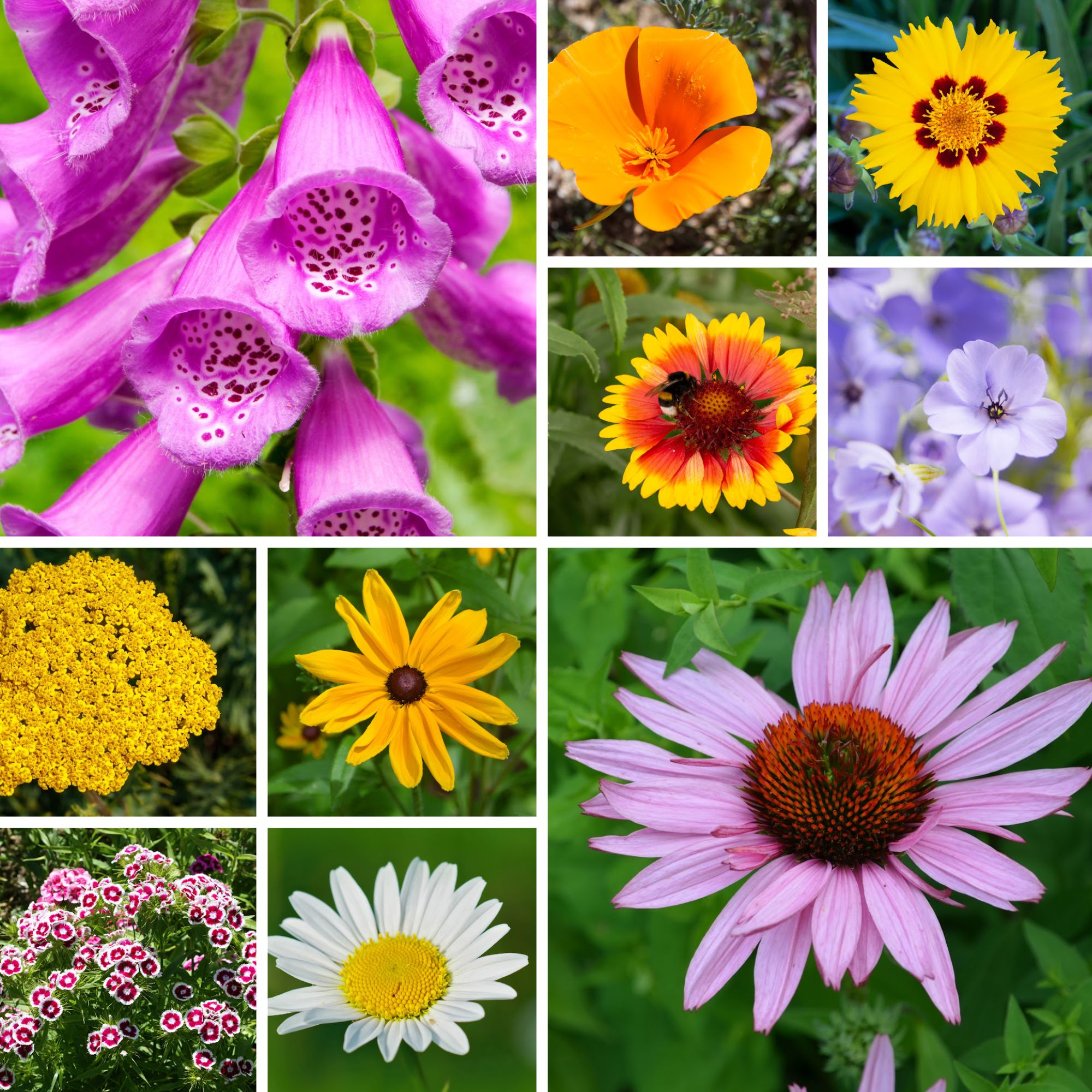 All Perennial Flower and Wildflower Seed Mix - 1 Oz - Blend of Flower Garden Seeds - Sweet William, Ox-Eye Daisy, Fox Glove, Mor